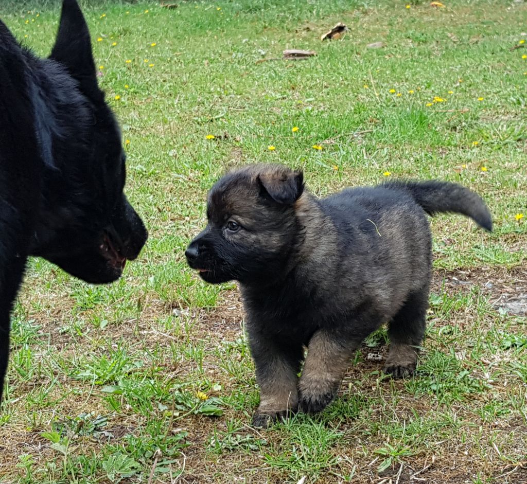 chiot Berger Allemand North'n Explorer's